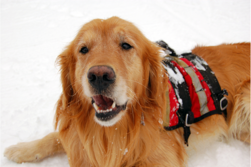 Avalanche Dog with Vest in Snow