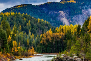 Tree Colors Changing For Fall In Big Sky, Montana