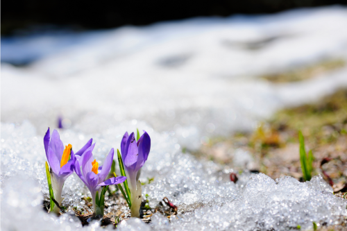 Spring Purple Flower Breaking Through Snow