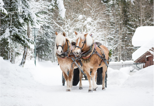 Two Horses Pulling A Sleigh in Big Sky Montana