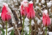 Spring Pink Tulip Flowers with Snow on them