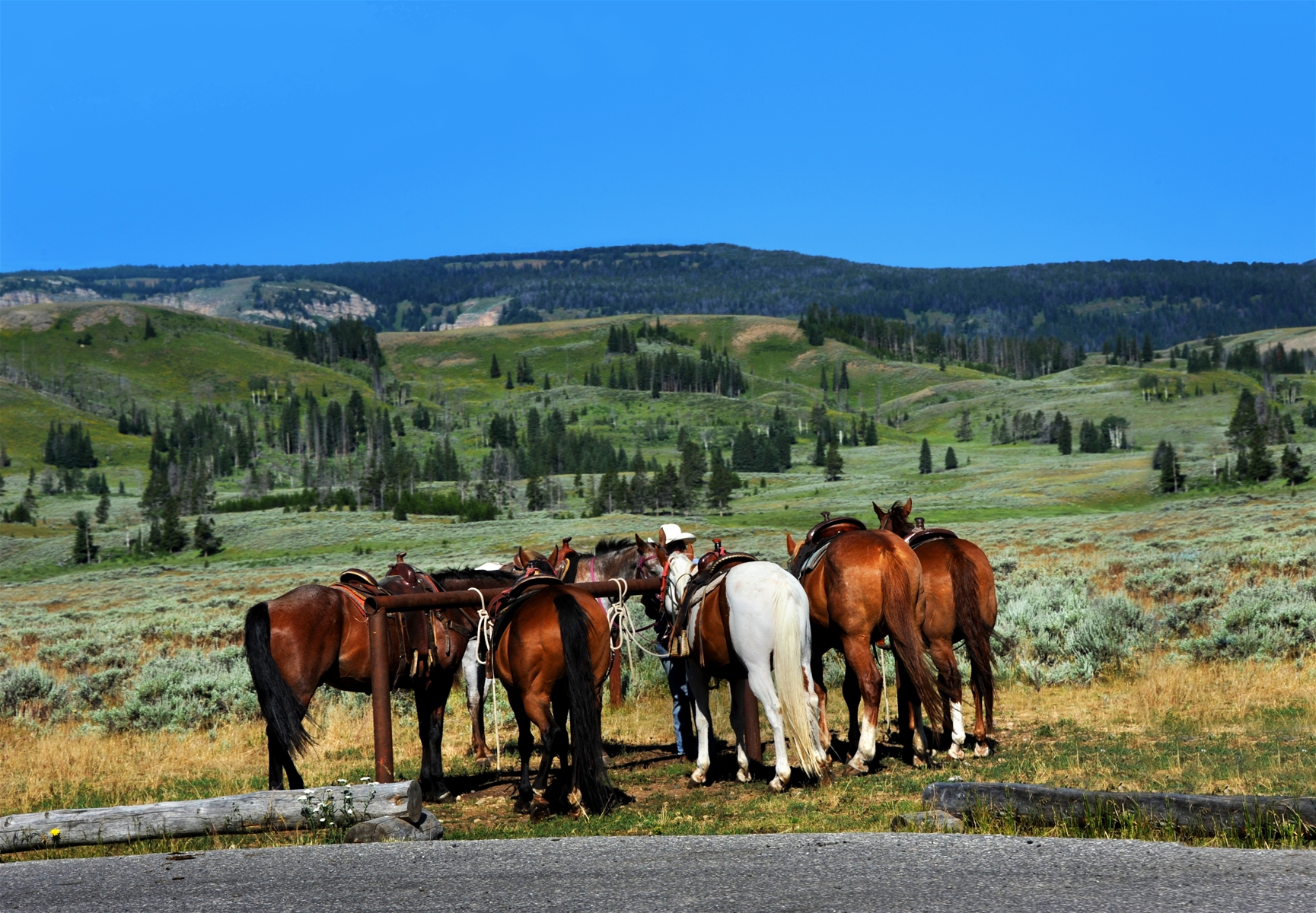 Horses saddled for a tour of Yellowstone National Park