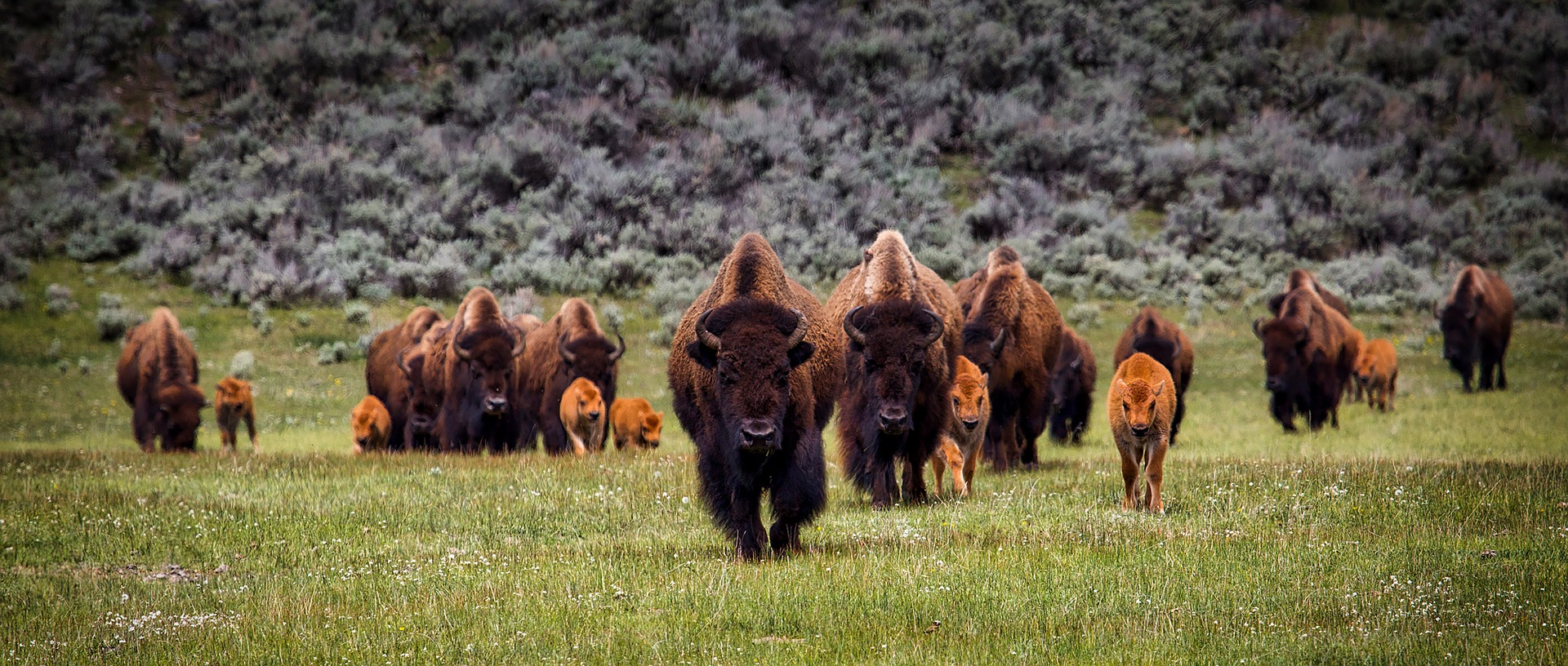 Yellowstone National Park Bison Heard