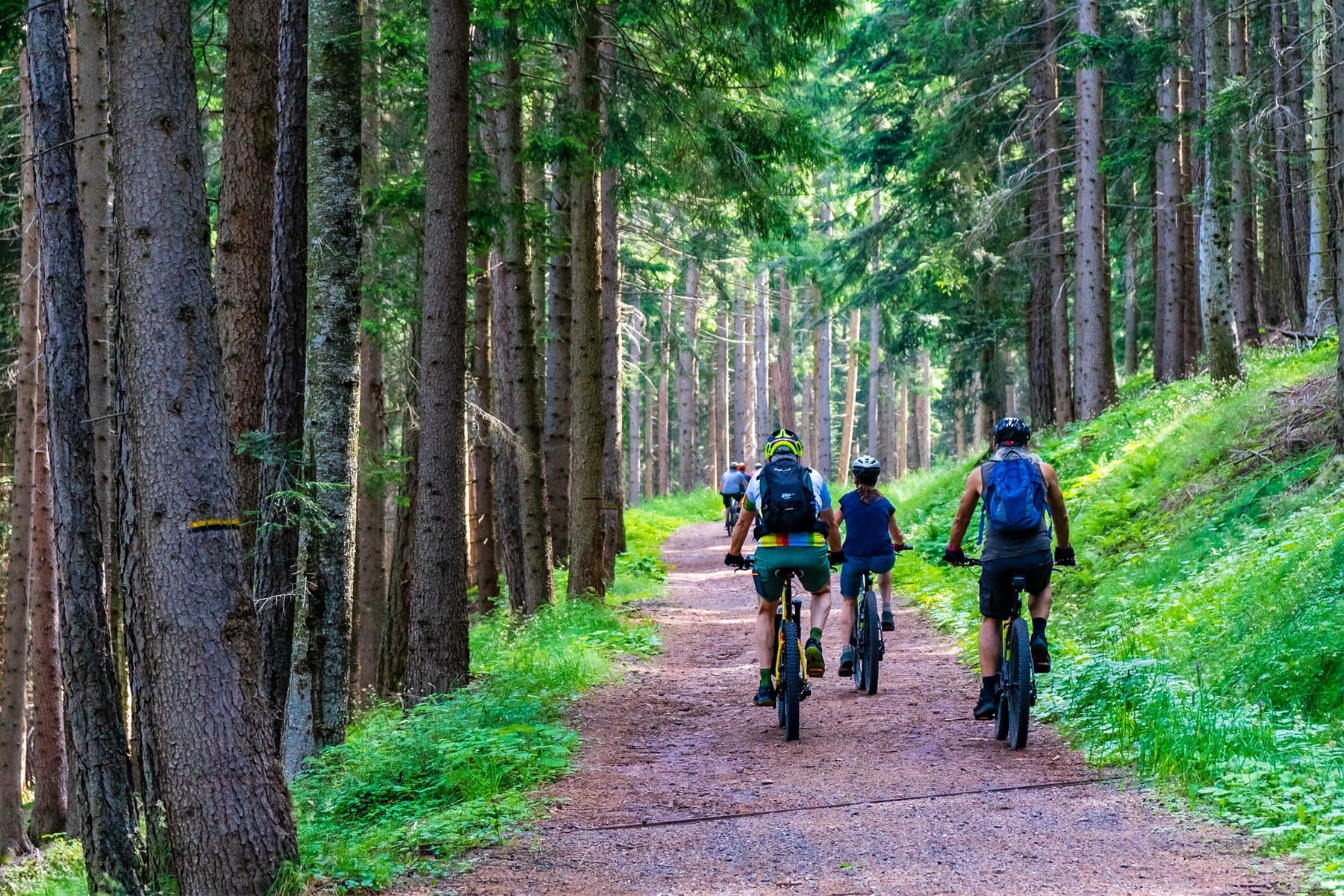 Family Biking In Woods