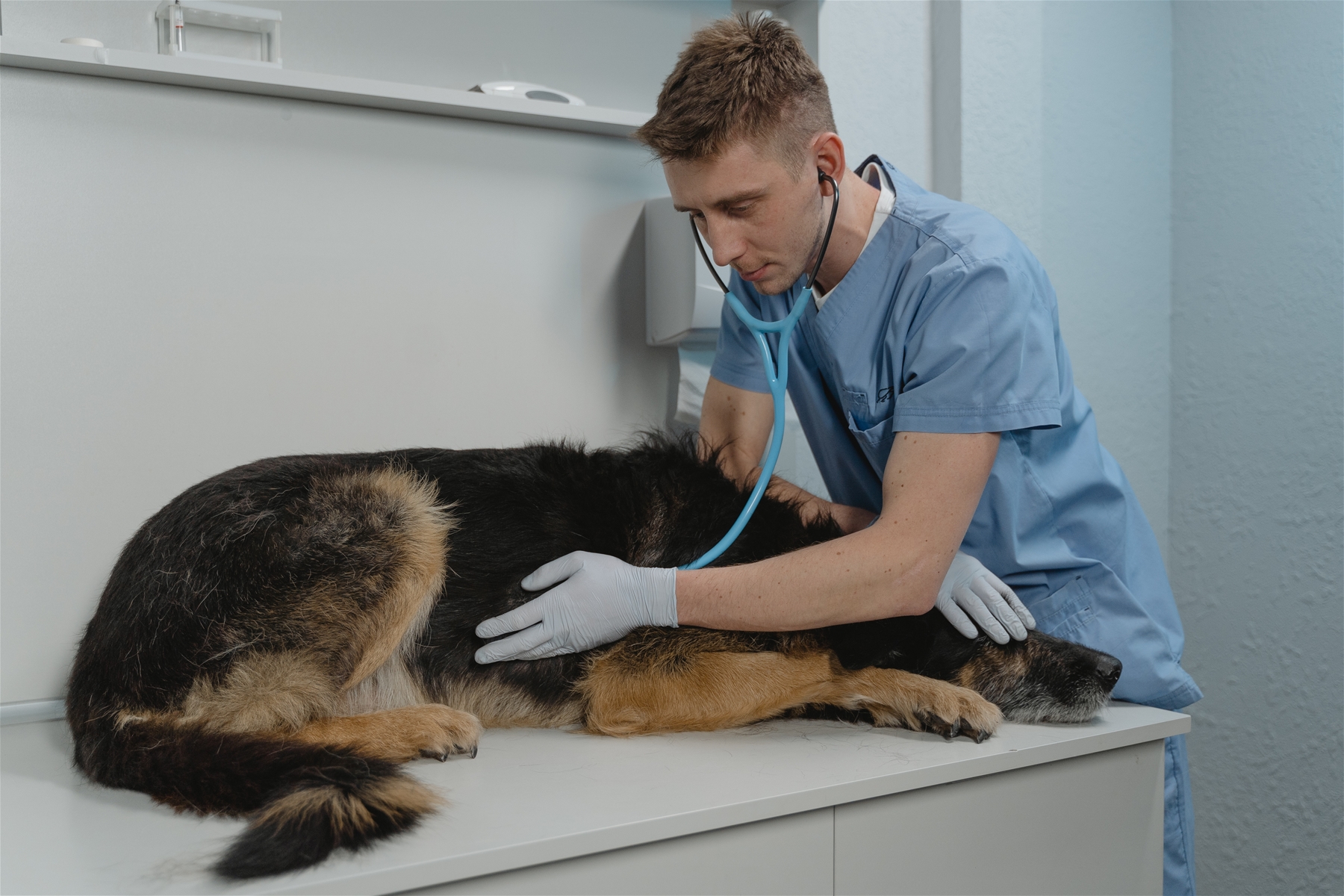 Veterinarian Helping A Dog