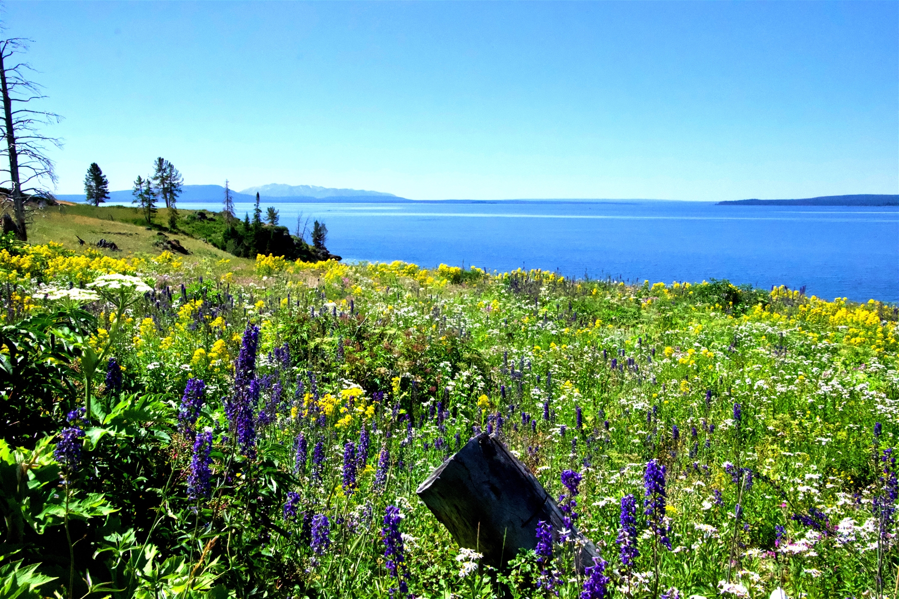 Spring Flowers above Yellowstone Lake