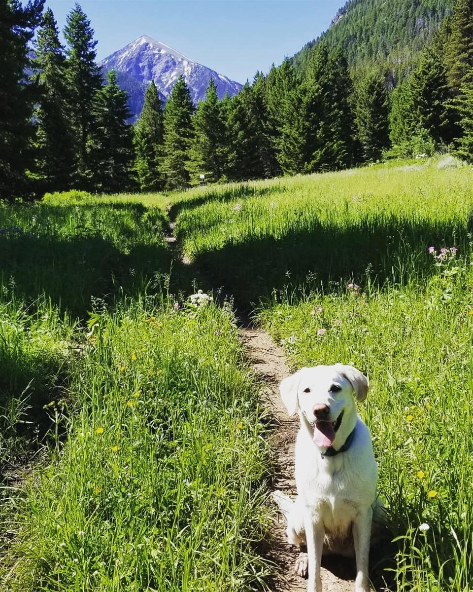 Dog Hiking on Trail to Spanish Peeks near Big Sky Montana