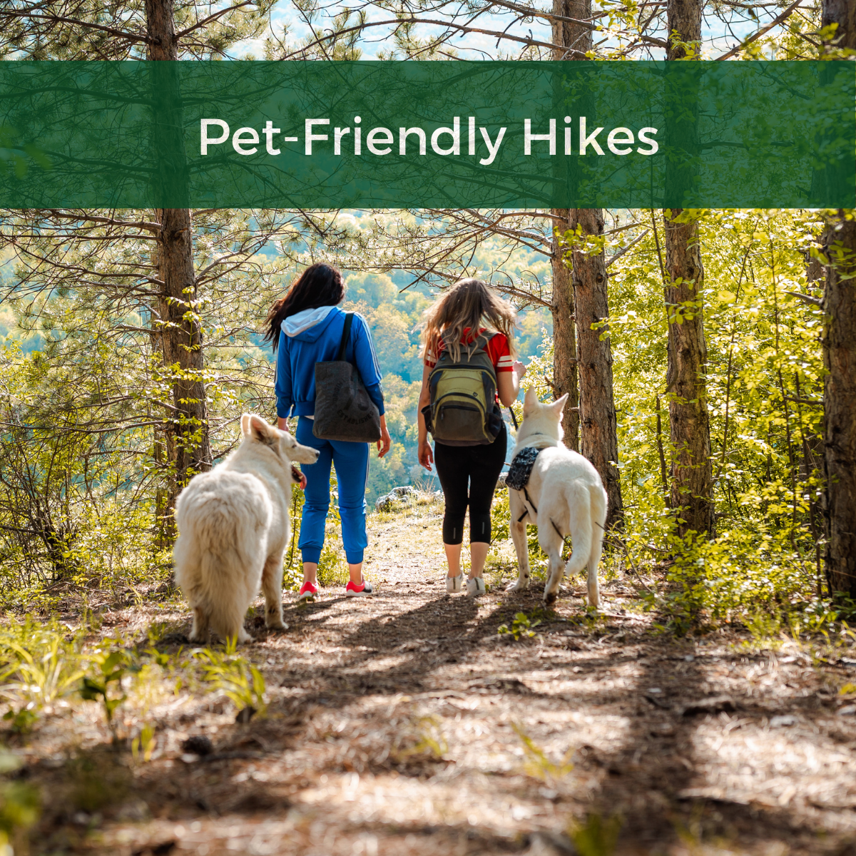 Two Girls with Dogs Hiking in Woods