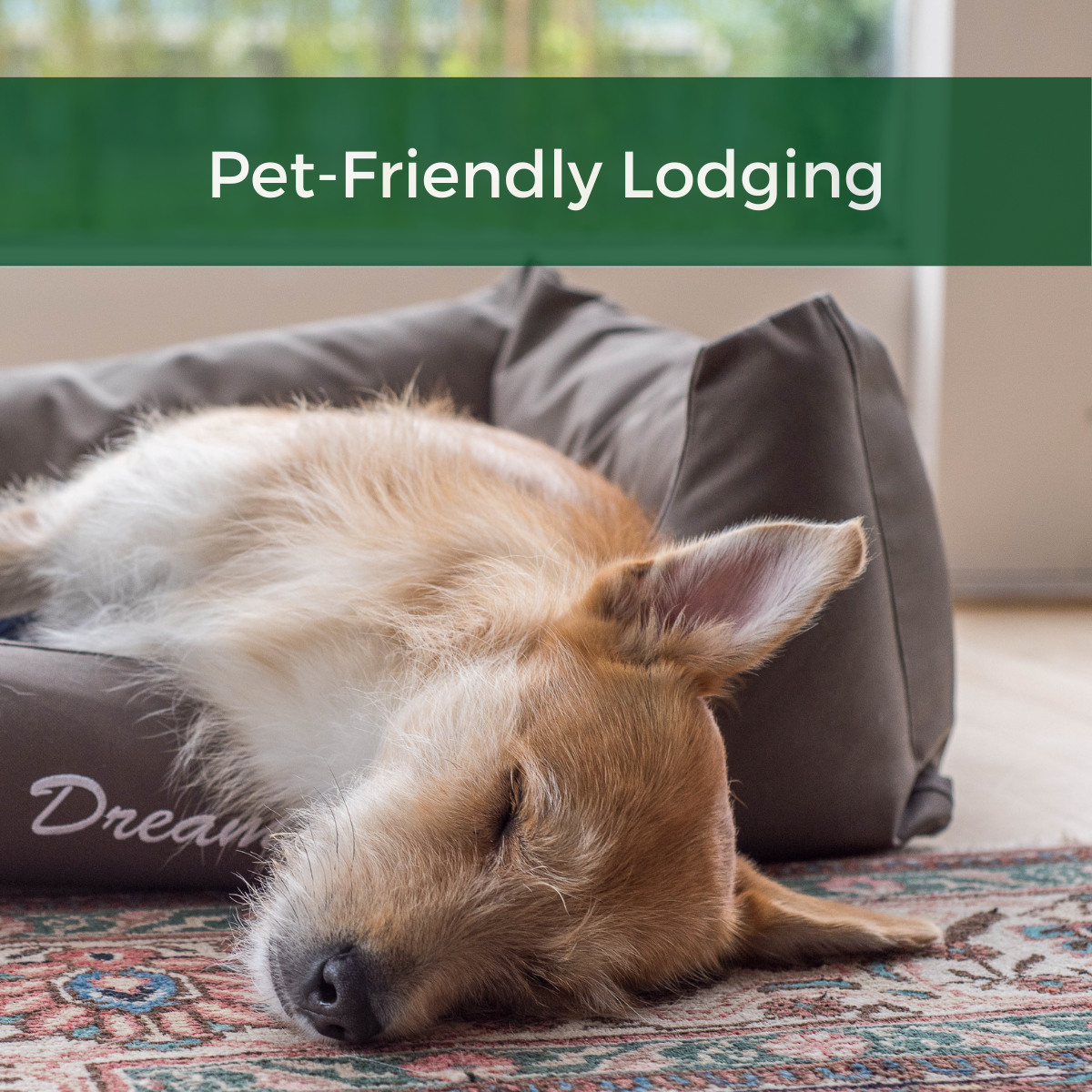 Dog Laying in Dog Bed Asleep