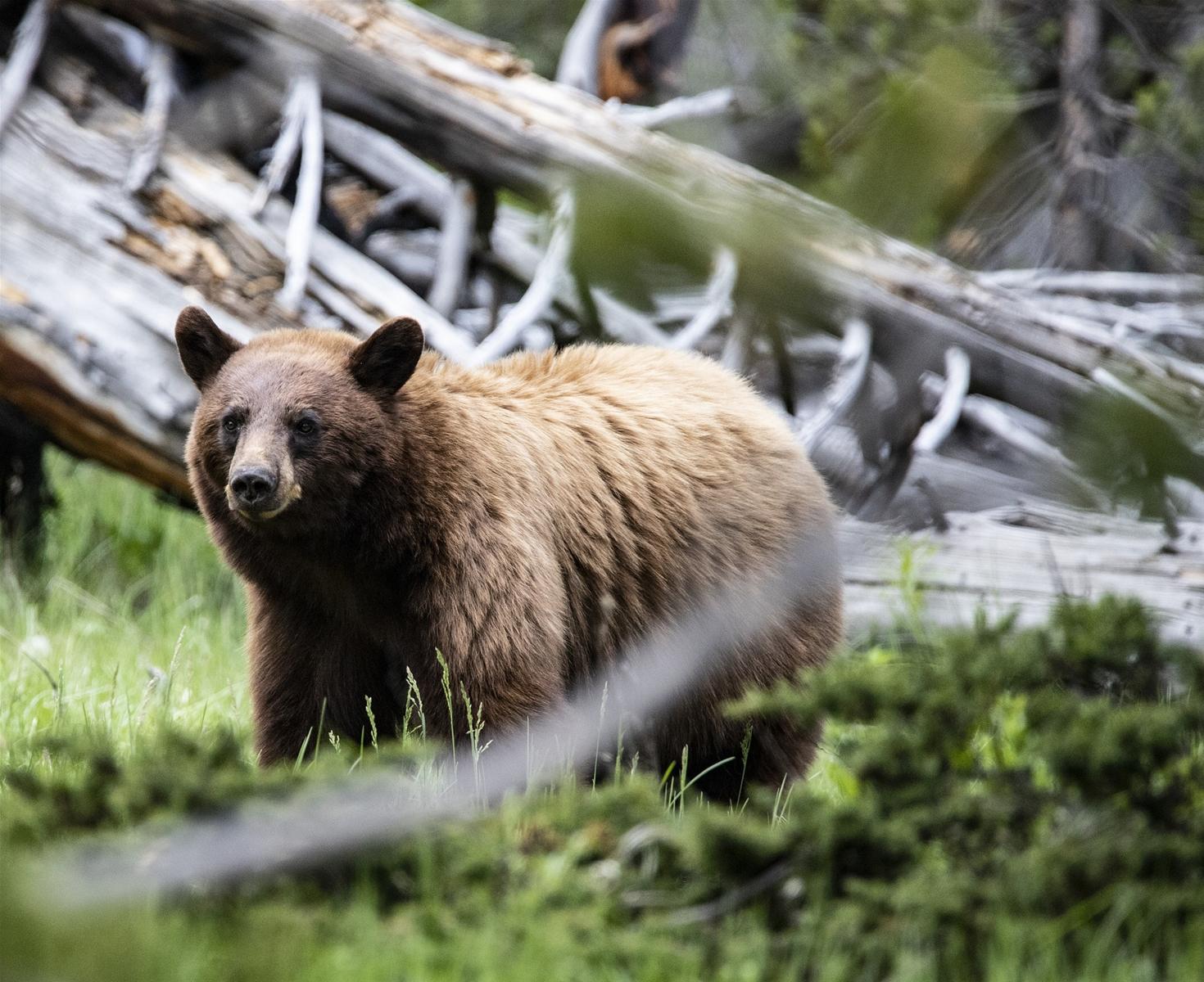 Grizzly Bear in Yellowstone National Park