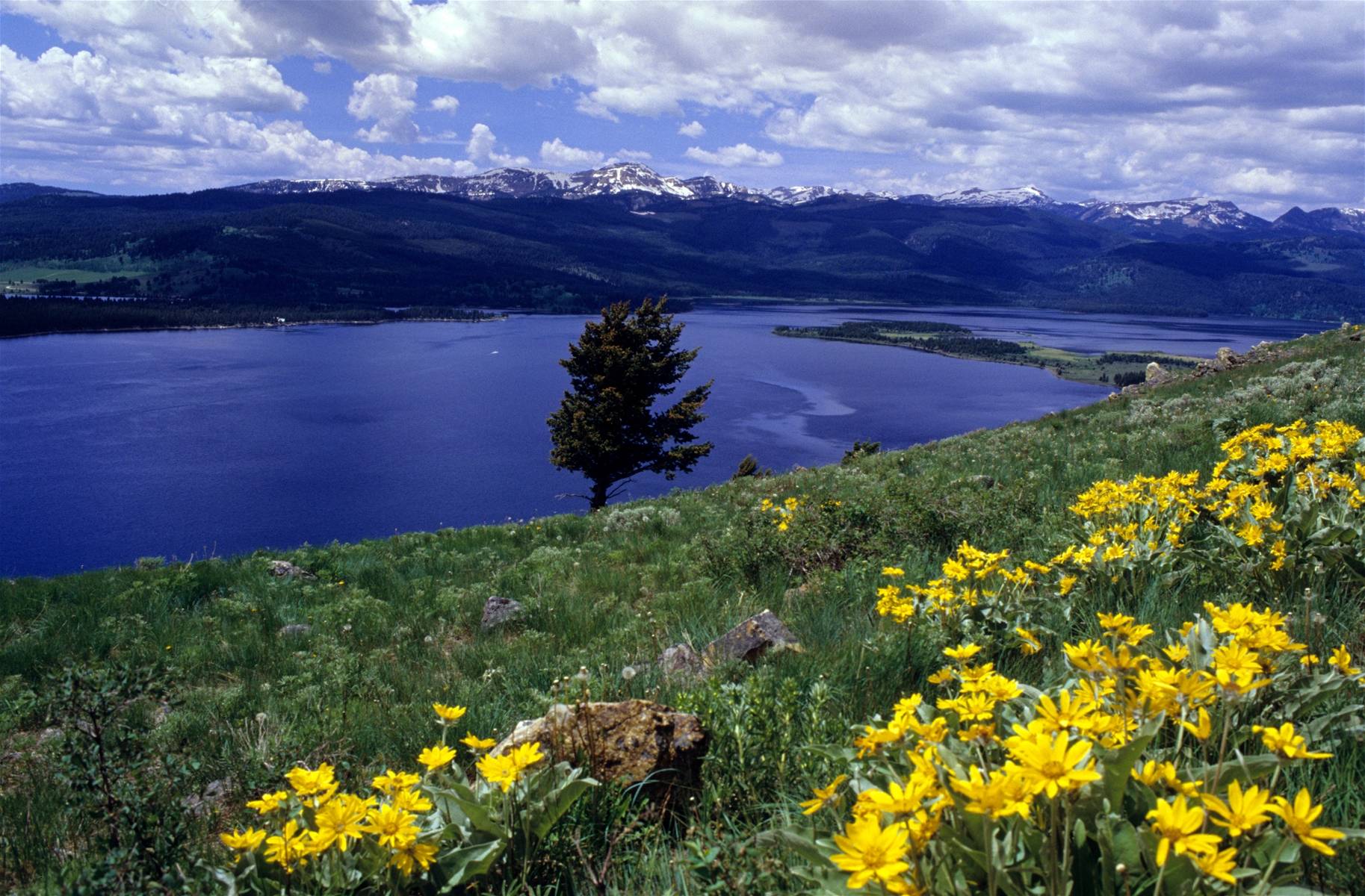 Gallatin Mountain Range in Summer