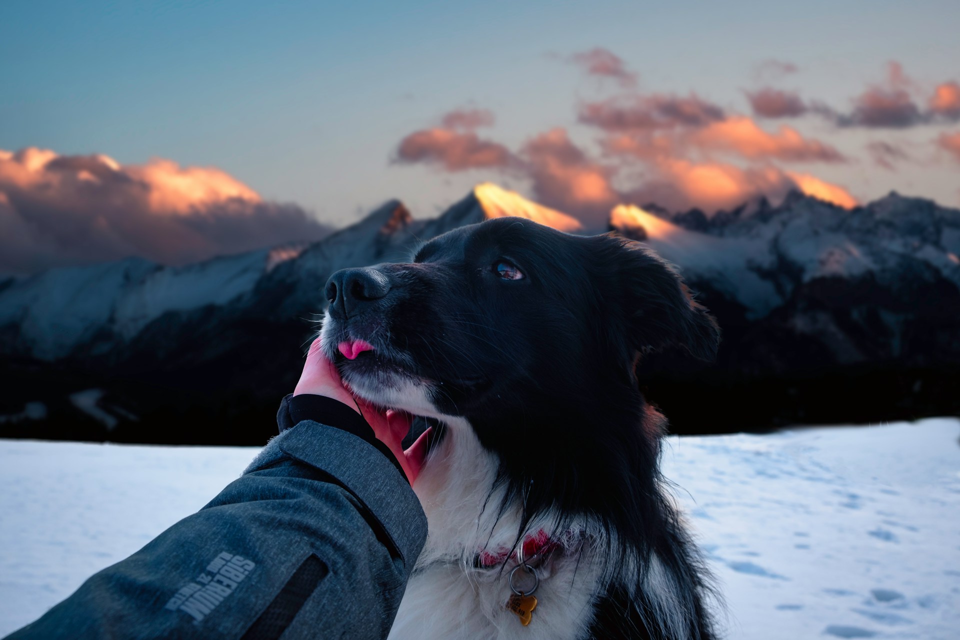Dog getting Petted in Snow with Big Sky Mountains in Background
