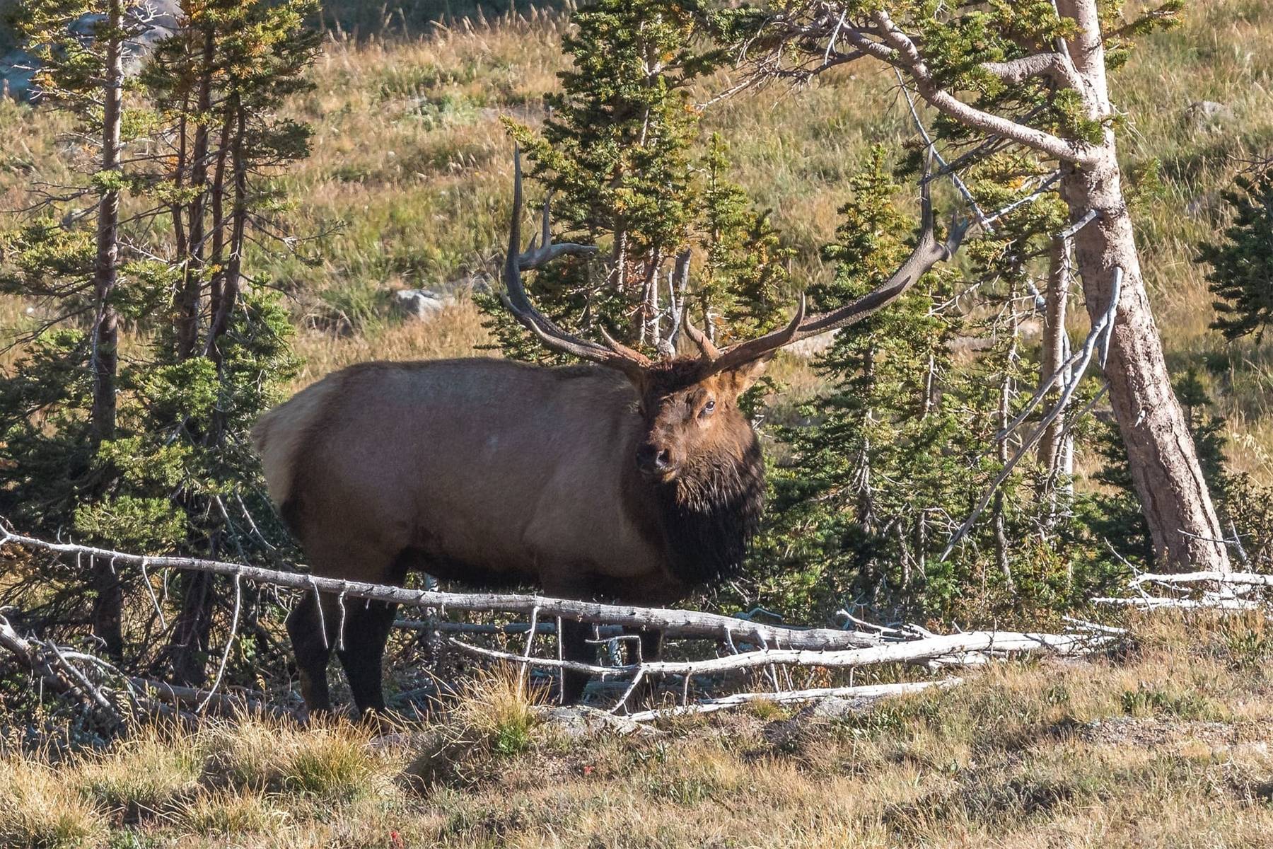 Elk in Yellowstone National Park