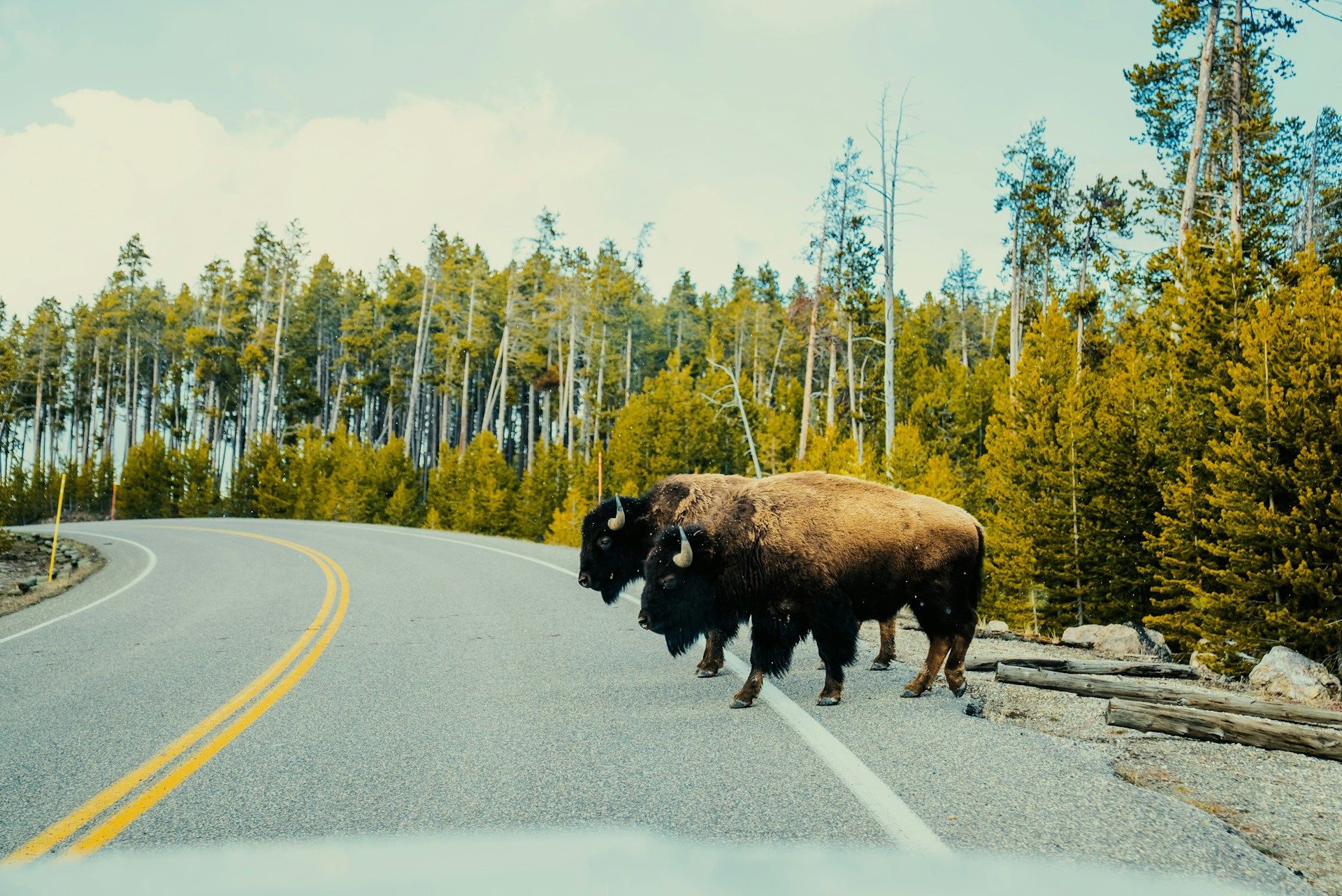 Bison Crossing the Road in Yellowstone National Park