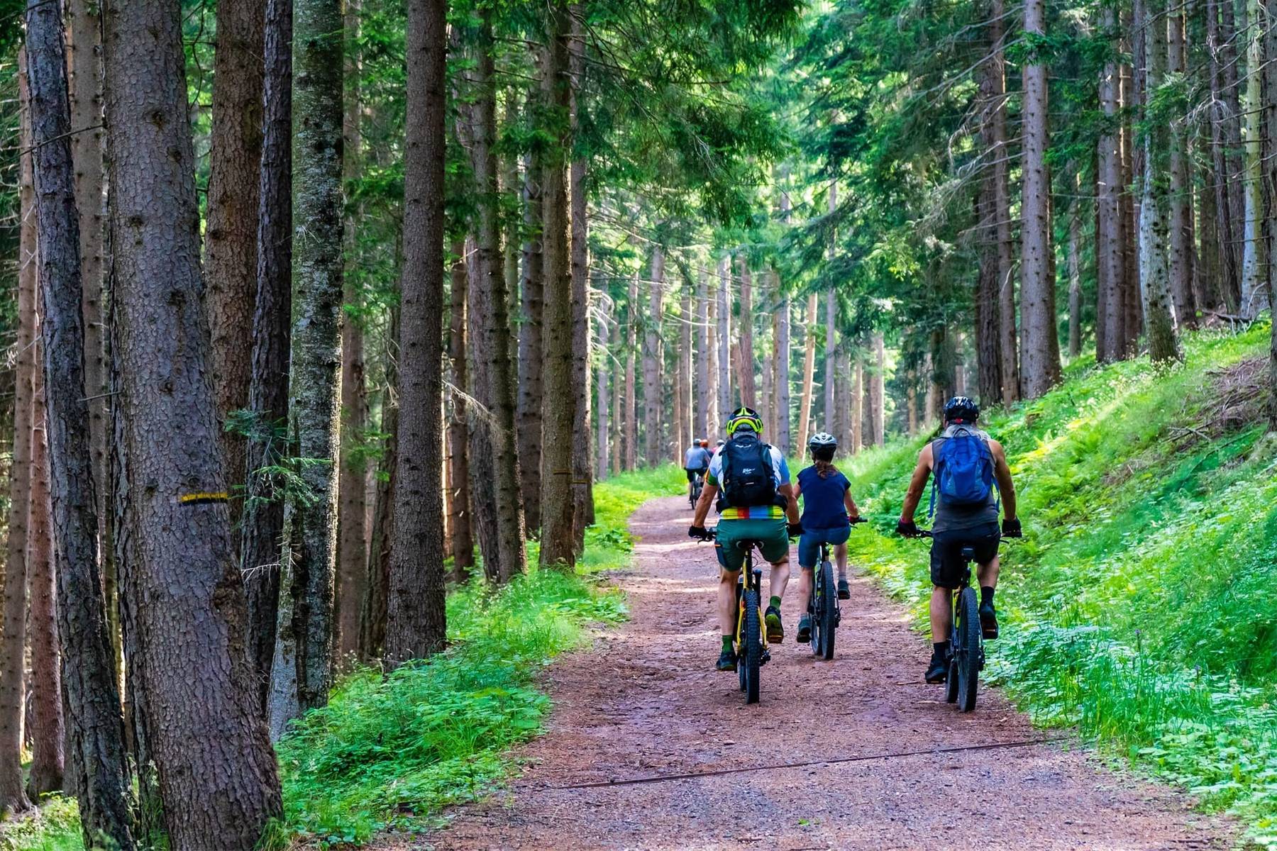 Family Riding Bikes in Forest