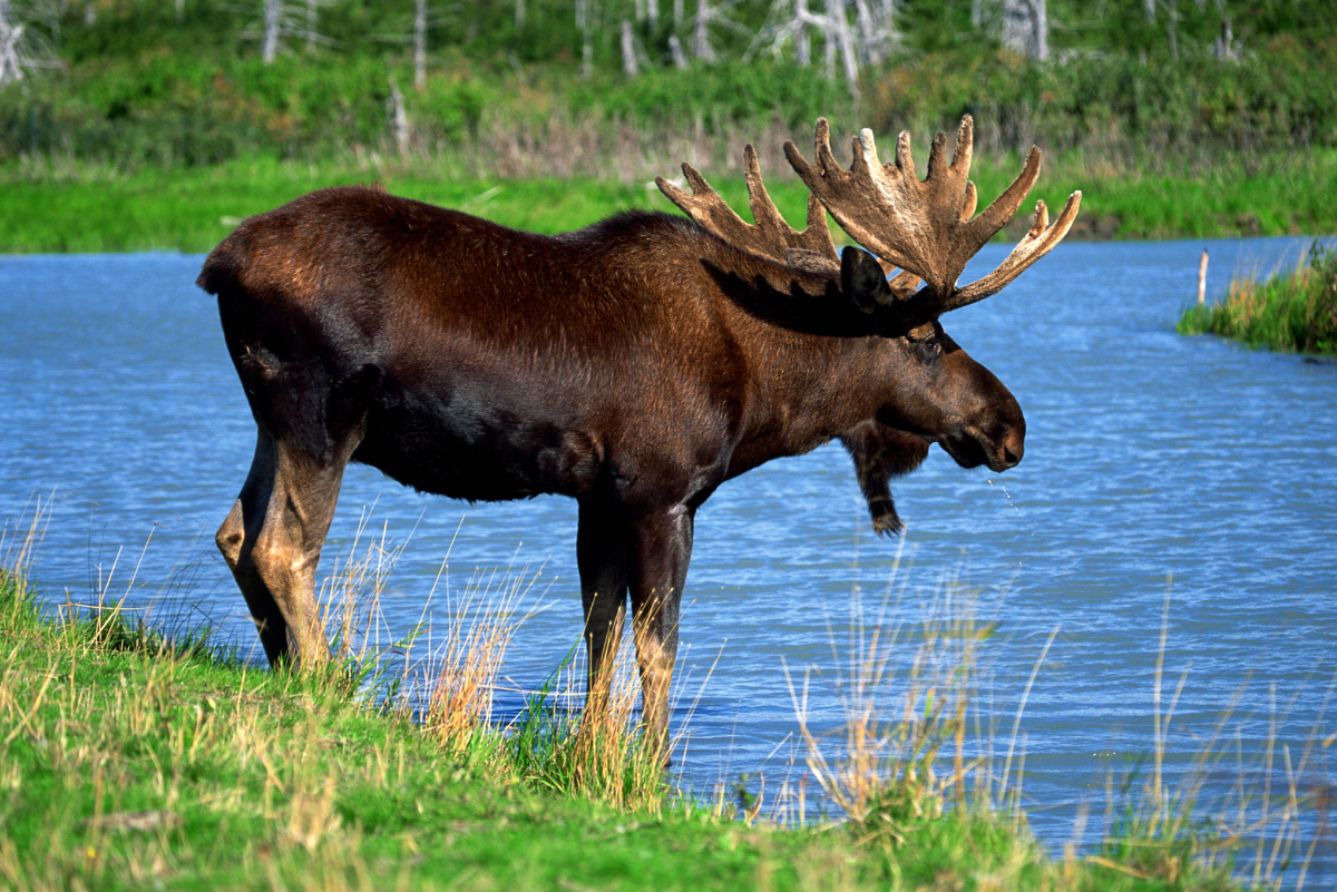 Moose at Rivers Edge Near Big Sky, Montana