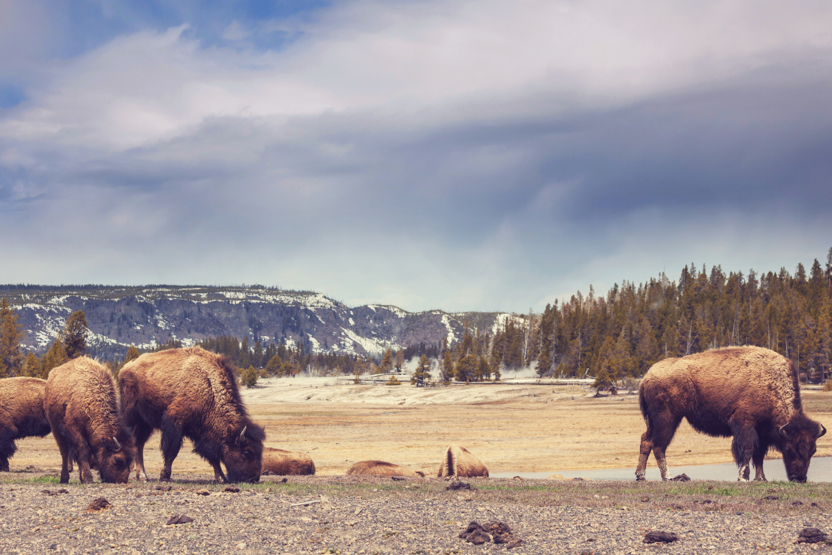 Yellowstone Wildlife Viewing