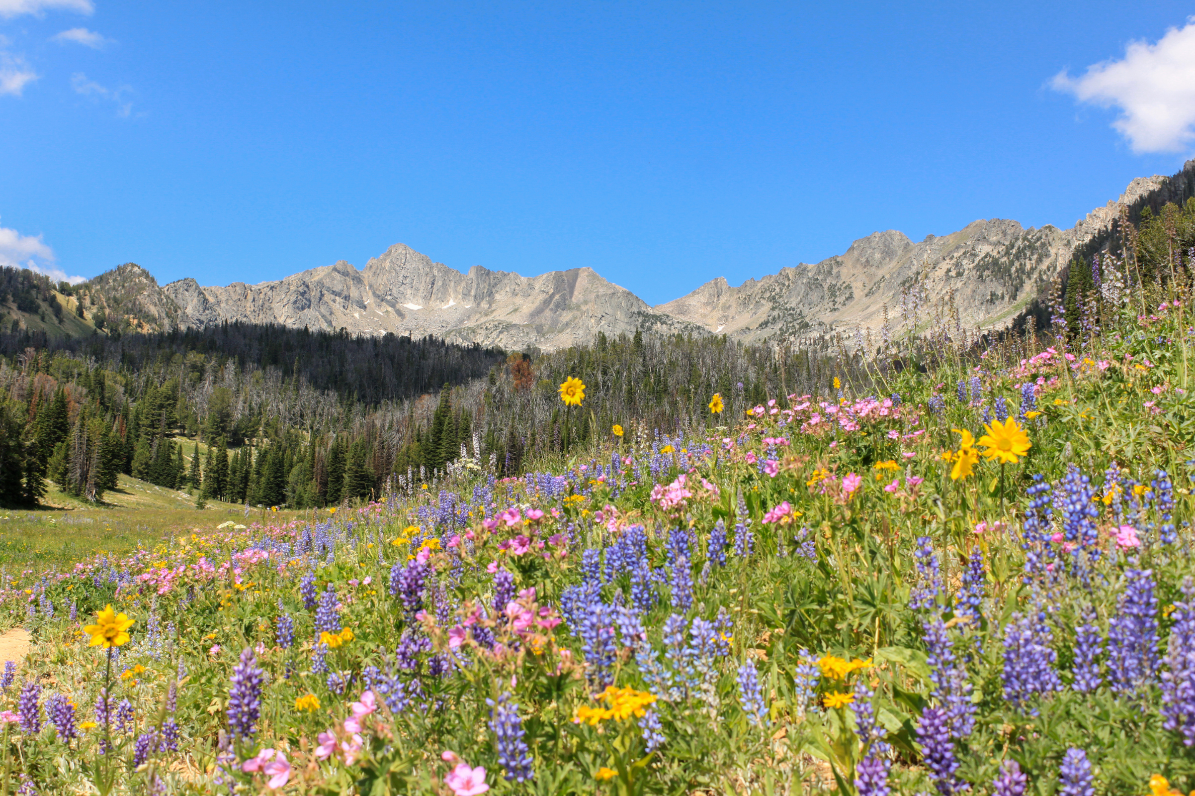 Wildflowers at Beehive Basin Montana