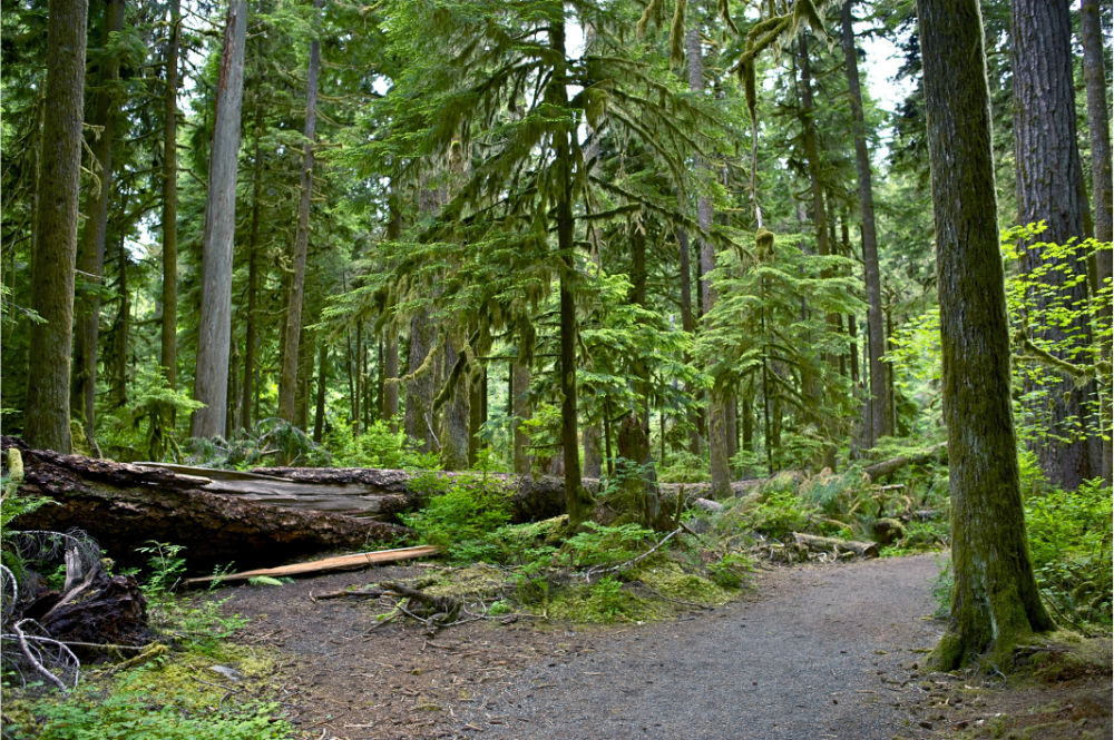 Montana Forest Hiking Trail