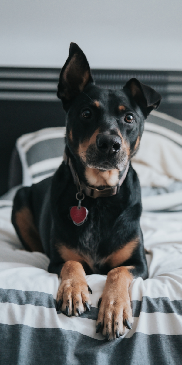 Dog Laying on Vacation Rental Bed