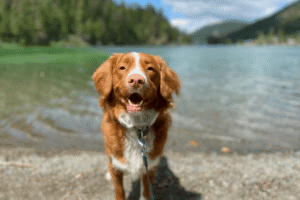 Dog in Front of a Big Sky Lake