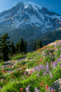 Big Sky Montana Spring Wild Flowers